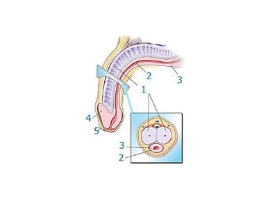 عضو تناسل کا ڈھانچہ