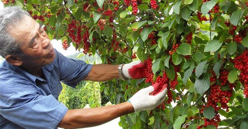 طاقت بڑھانے کے لئے چینی لیمون گراس